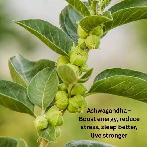 Natural Ashwagandha root herb for health and wellness